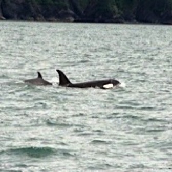 Screen Shot 2016-07-09 at 8.50.59 PM.jpg